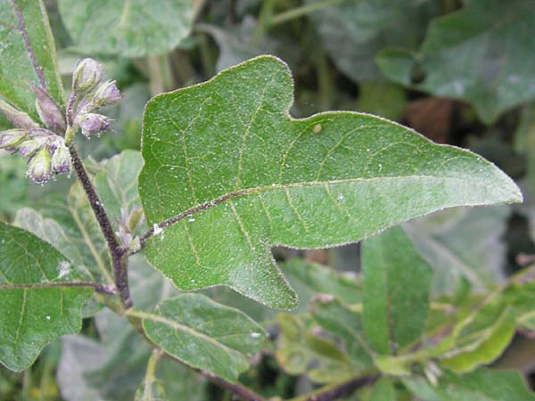 Solanum bonariense \ Argentinischer Nachtschatten / Argentinian Nightshade, Mallorca/Majorca Port de Andratx 5.4.2012