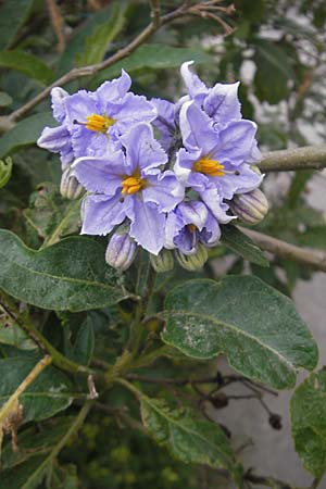 Solanum bonariense, Argentinian Nightshade