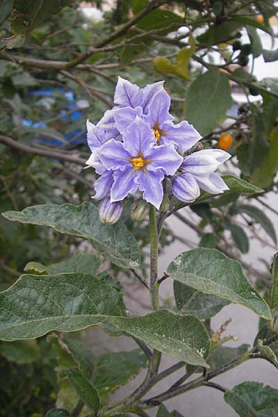 Solanum bonariense \ Argentinischer Nachtschatten / Argentinian Nightshade, Mallorca/Majorca Port de Andratx 5.4.2012