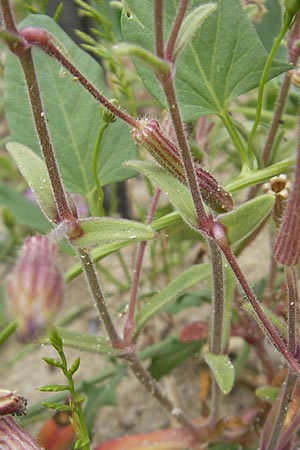 Silene cambessedesii \ Cambessedes' Leimkraut / Cambessedes' Campion, Mallorca/Majorca Soller Botan. Gar.  23.4.2011