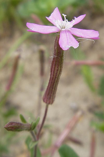 Silene cambessedesii \ Cambessedes' Leimkraut / Cambessedes' Campion, Mallorca/Majorca Soller Botan. Gar.  23.4.2011