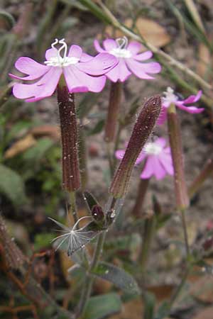 Silene cambessedesii \ Cambessedes' Leimkraut / Cambessedes' Campion, Mallorca/Majorca Soller Botan. Gar.  23.4.2011