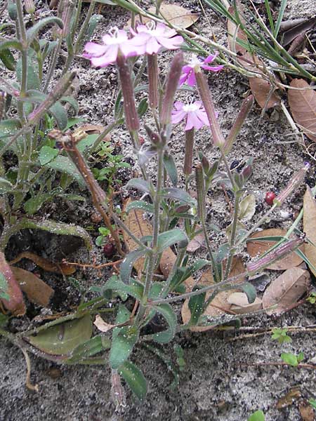 Silene cambessedesii \ Cambessedes' Leimkraut / Cambessedes' Campion, Mallorca/Majorca Soller Botan. Gar.  23.4.2011