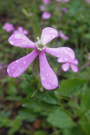 Silene cambessedesii \ Cambessedes' Leimkraut / Cambessedes' Campion, Mallorca/Majorca Soller Botan. Gar.  4.4.2012