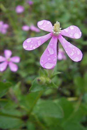 Silene cambessedesii \ Cambessedes' Leimkraut / Cambessedes' Campion, Mallorca/Majorca Soller Botan. Gar.  4.4.2012