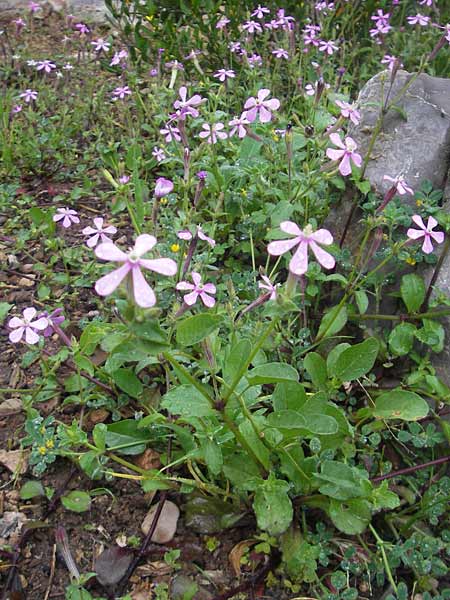 Silene cambessedesii \ Cambessedes' Leimkraut / Cambessedes' Campion, Mallorca/Majorca Soller Botan. Gar.  4.4.2012