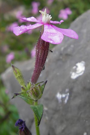 Silene cambessedesii \ Cambessedes' Leimkraut / Cambessedes' Campion, Mallorca/Majorca Soller Botan. Gar.  4.4.2012