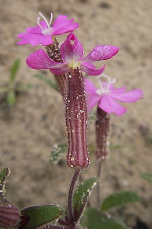 Silene cambessedesii \ Cambessedes' Leimkraut / Cambessedes' Campion, Mallorca/Majorca Soller Botan. Gar.  4.4.2012