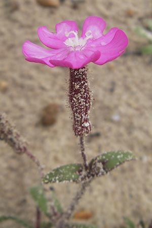 Silene cambessedesii \ Cambessedes' Leimkraut / Cambessedes' Campion, Mallorca/Majorca Soller Botan. Gar.  4.4.2012