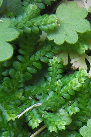 Selaginella denticulata \ Gez&auml;hnter Moosfarn / Tooth-Leaved Clubmoss, Mallorca/Majorca Torrent de Pareis 27.4.2011