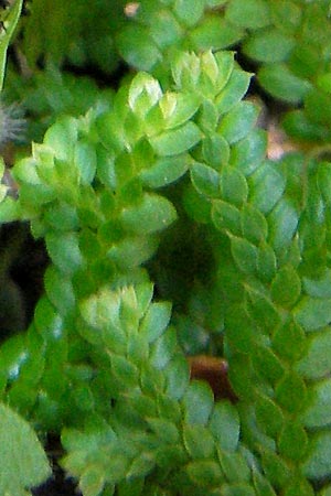 Selaginella denticulata \ Gez&auml;hnter Moosfarn / Tooth-Leaved Clubmoss, Mallorca/Majorca Torrent de Pareis 27.4.2011
