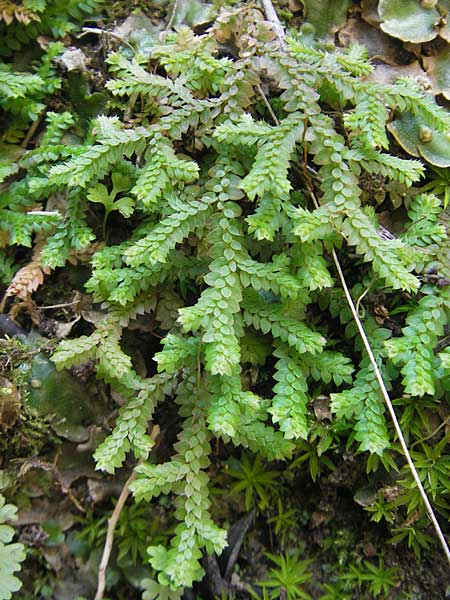Selaginella denticulata \ Gez&auml;hnter Moosfarn / Tooth-Leaved Clubmoss, Mallorca/Majorca Torrent de Pareis 27.4.2011