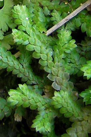 Selaginella denticulata \ Gez&auml;hnter Moosfarn / Tooth-Leaved Clubmoss, Mallorca/Majorca Torrent de Pareis 27.4.2011
