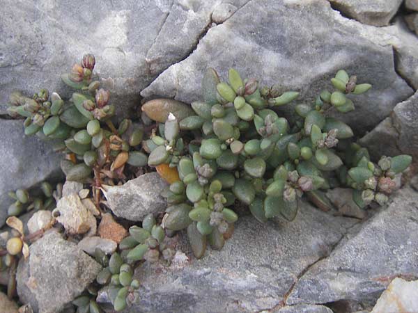 Sedum dasyphyllum \ Dickblttriger Mauerpfeffer / Corsian Stonecrop, Mallorca/Majorca Cap Formentor 10.4.2012