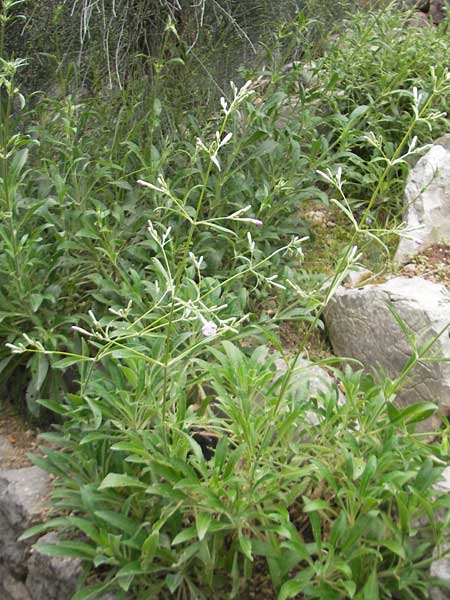 Silene hifacensis \ Ibiza-Leimkraut / Ibiza Catchfly, Mallorca/Majorca Soller Botan. Gar.  23.4.2011