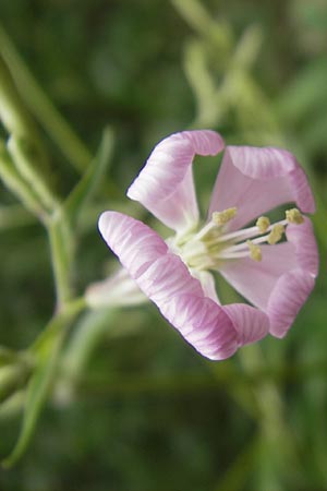 Silene hifacensis \ Ibiza-Leimkraut / Ibiza Catchfly, Mallorca/Majorca Soller Botan. Gar.  23.4.2011