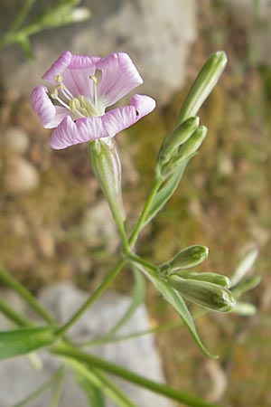 Silene hifacensis \ Ibiza-Leimkraut / Ibiza Catchfly, Mallorca/Majorca Soller Botan. Gar.  23.4.2011