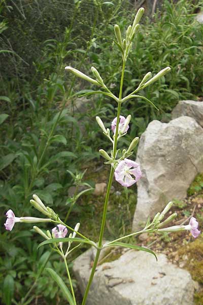 Silene hifacensis \ Ibiza-Leimkraut / Ibiza Catchfly, Mallorca/Majorca Soller Botan. Gar.  23.4.2011