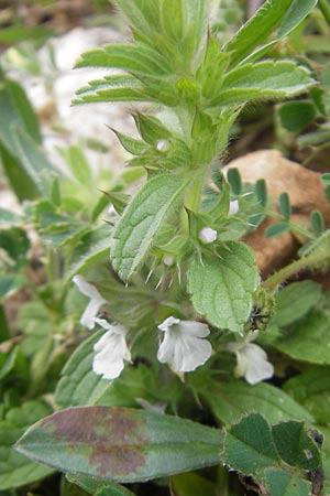 Sideritis romana \ R�misches Gliedkraut / Common Sideritis, Mallorca/Majorca Andratx 26.4.2011