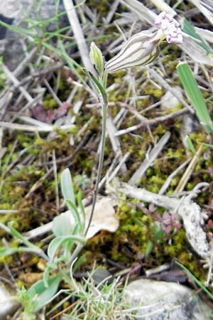 Silene secundiflora \ Einseitswendiges Leimkraut / Secund Catchfly, Mallorca/Majorca Andratx 26.4.2011