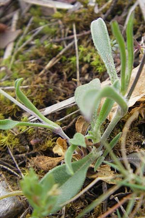 Silene secundiflora \ Einseitswendiges Leimkraut / Secund Catchfly, Mallorca/Majorca Andratx 26.4.2011