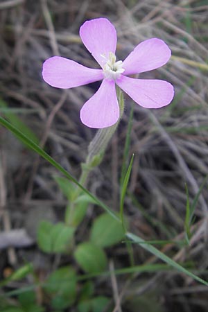 Silene pseudatocion \ Nordafrikanisches Leimkraut / North African Catchfly, Mallorca/Majorca Betlem 28.4.2011