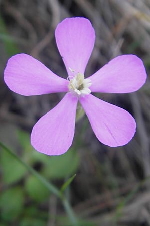 Silene pseudatocion \ Nordafrikanisches Leimkraut / North African Catchfly, Mallorca/Majorca Betlem 28.4.2011