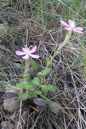 Silene pseudatocion \ Nordafrikanisches Leimkraut / North African Catchfly, Mallorca/Majorca Betlem 28.4.2011