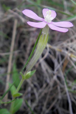 Silene pseudatocion \ Nordafrikanisches Leimkraut / North African Catchfly, Mallorca/Majorca Betlem 28.4.2011