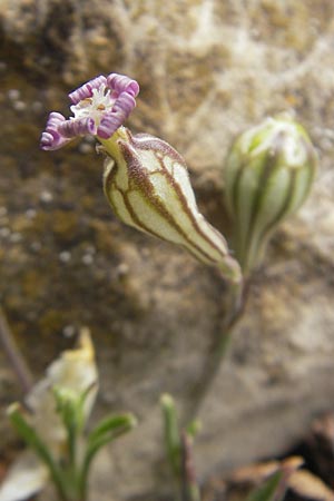 Silene secundiflora \ Einseitswendiges Leimkraut / Secund Catchfly, Mallorca/Majorca Sant Elm 29.4.2011