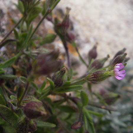 Silene sclerocarpa \ Hartfr&uuml;chtiges Leimkraut / Hardfruit Catchfly, Mallorca/Majorca Ca'n Picafort 30.4.2011