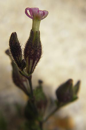Silene sclerocarpa \ Hartfr&uuml;chtiges Leimkraut / Hardfruit Catchfly, Mallorca/Majorca Ca'n Picafort 30.4.2011