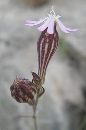Silene secundiflora \ Einseitswendiges Leimkraut / Secund Catchfly, Mallorca/Majorca Tolleric 8.4.2012
