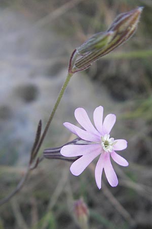 Silene secundiflora \ Einseitswendiges Leimkraut / Secund Catchfly, Mallorca/Majorca Tolleric 8.4.2012