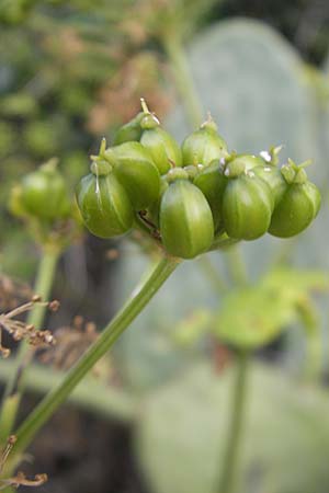 Smyrnium olusatrum \ Gespenst-Gelbdolde, Pferde-Eppich / Alexanders, Mallorca/Majorca Galilea 26.4.2011