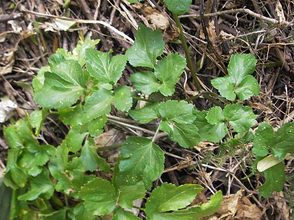 Smyrnium olusatrum \ Gespenst-Gelbdolde, Pferde-Eppich / Alexanders, Mallorca/Majorca Galilea 26.4.2011
