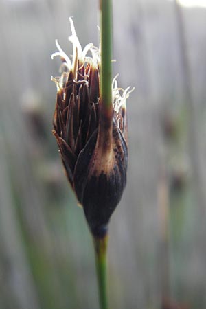Schoenus nigricans \ Schwrzliche Kopfbinse / Black Bog-Rush, Mallorca/Majorca Pollensa 11.4.2012