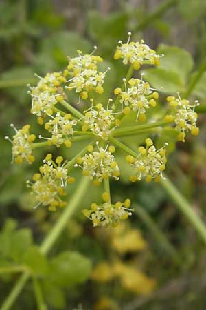 Smyrnium olusatrum \ Gespenst-Gelbdolde, Pferde-Eppich / Alexanders, Mallorca/Majorca Port de Andratx 3.4.2012