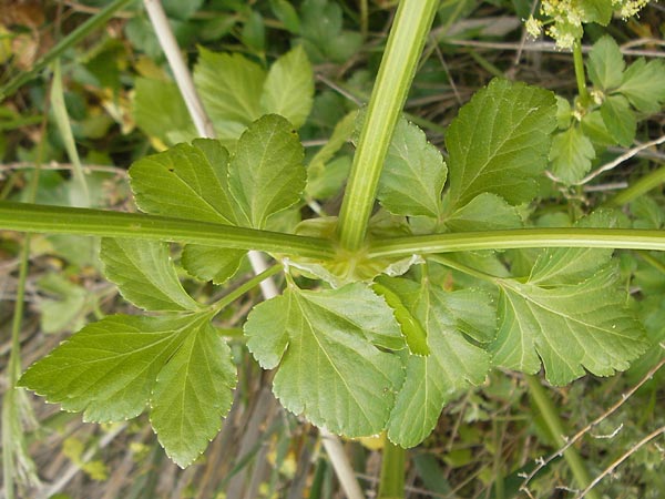 Smyrnium olusatrum \ Gespenst-Gelbdolde, Pferde-Eppich / Alexanders, Mallorca/Majorca Port de Andratx 3.4.2012