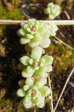 Sedum rubens \ Rtlicher Mauerpfeffer / Red Stonecrop, Mallorca/Majorca Andratx 26.4.2011