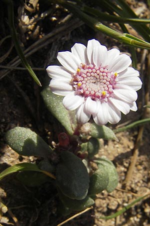Senecio rodriguezii \ Balearen-Greiskraut / Balearic Ragwort, Mallorca/Majorca Cap Formentor 10.4.2012