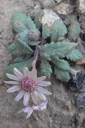 Senecio rodriguezii \ Balearen-Greiskraut / Balearic Ragwort, Mallorca/Majorca Cap Formentor 10.4.2012