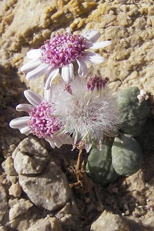 Senecio rodriguezii \ Balearen-Greiskraut / Balearic Ragwort, Mallorca/Majorca Cap Formentor 10.4.2012