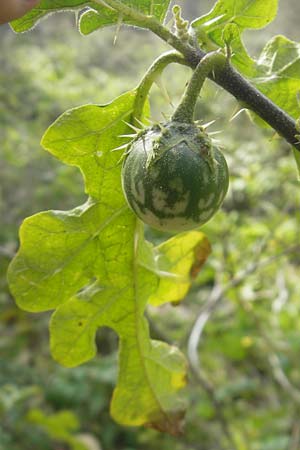 Solanum sodomaeum \ Sodomsapfel / Apple of Sodom, Mallorca/Majorca Cala Mondrago 5.4.2012