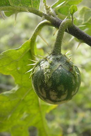 Solanum sodomaeum \ Sodomsapfel / Apple of Sodom, Mallorca/Majorca Cala Mondrago 5.4.2012