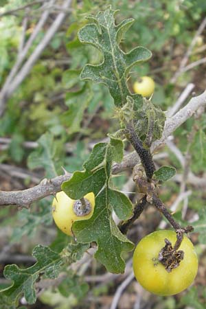 Solanum sodomaeum \ Sodomsapfel / Apple of Sodom, Mallorca/Majorca Cala Mondrago 5.4.2012