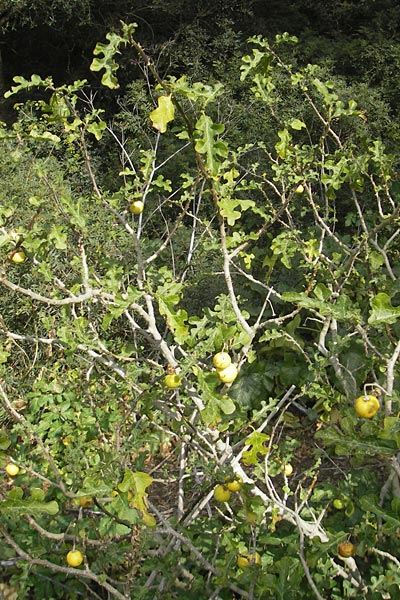 Solanum sodomaeum \ Sodomsapfel / Apple of Sodom, Mallorca/Majorca Cala Mondrago 5.4.2012
