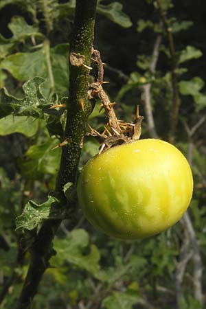 Solanum sodomaeum, Apple of Sodom