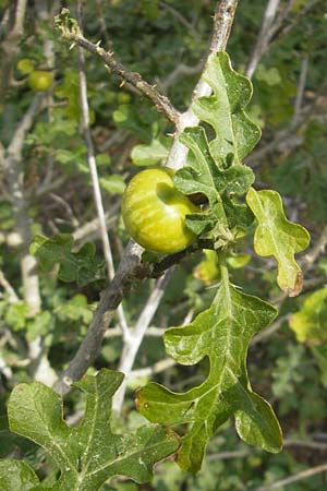 Solanum sodomaeum \ Sodomsapfel / Apple of Sodom, Mallorca/Majorca Cala Mondrago 5.4.2012