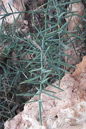 Asparagus horridus \ Stechender Spargel / Grey Asparagus, Mallorca/Majorca Cala Pi 8.4.2012